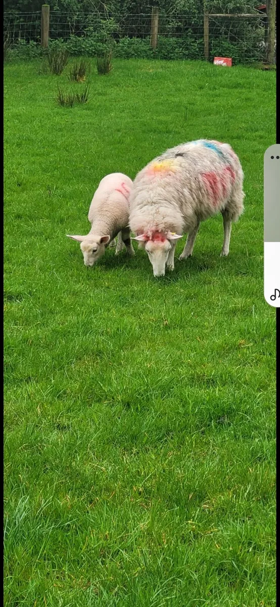 Ewes with lambs at foot - Image 1