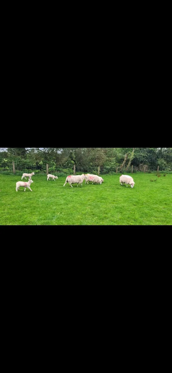 Ewes with lambs at foot - Image 4