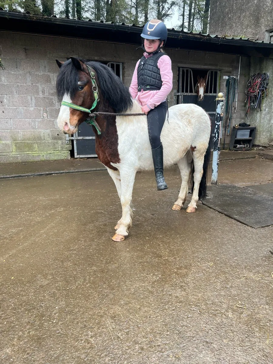 Ultimate starter pony - Image 1