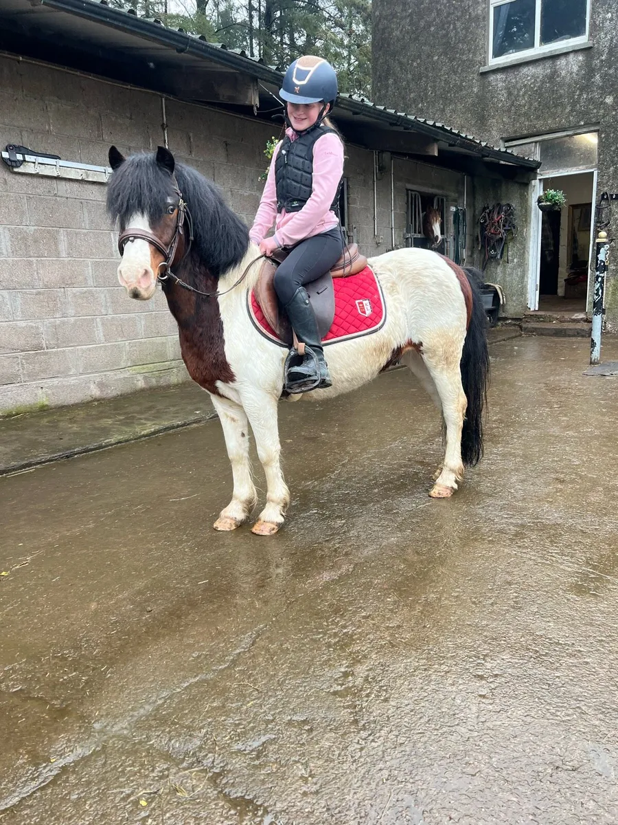 Ultimate starter pony - Image 2