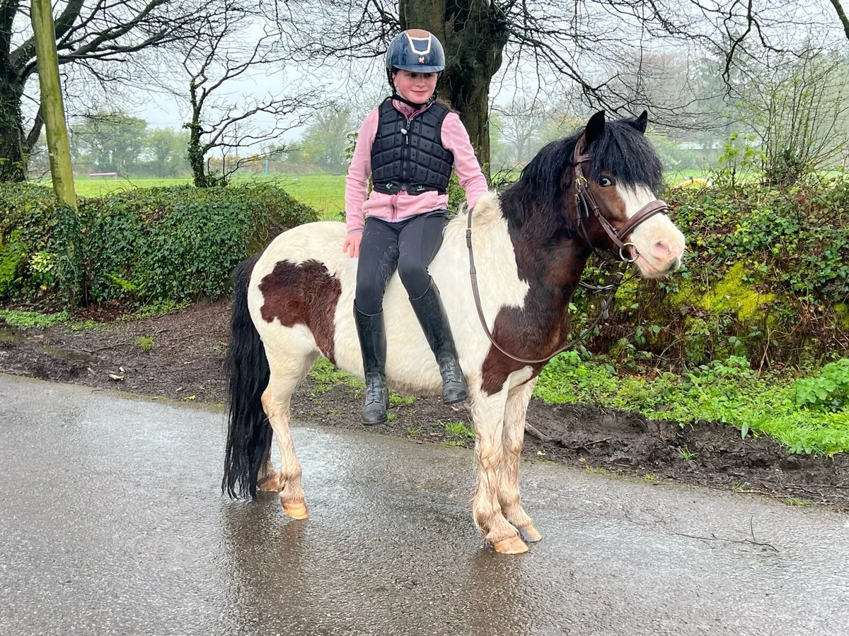 Ultimate starter pony - Image 3