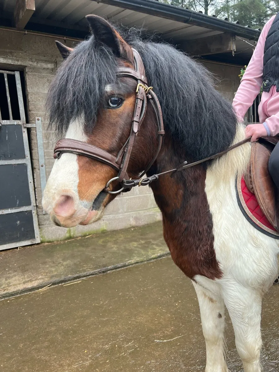 Ultimate starter pony - Image 4