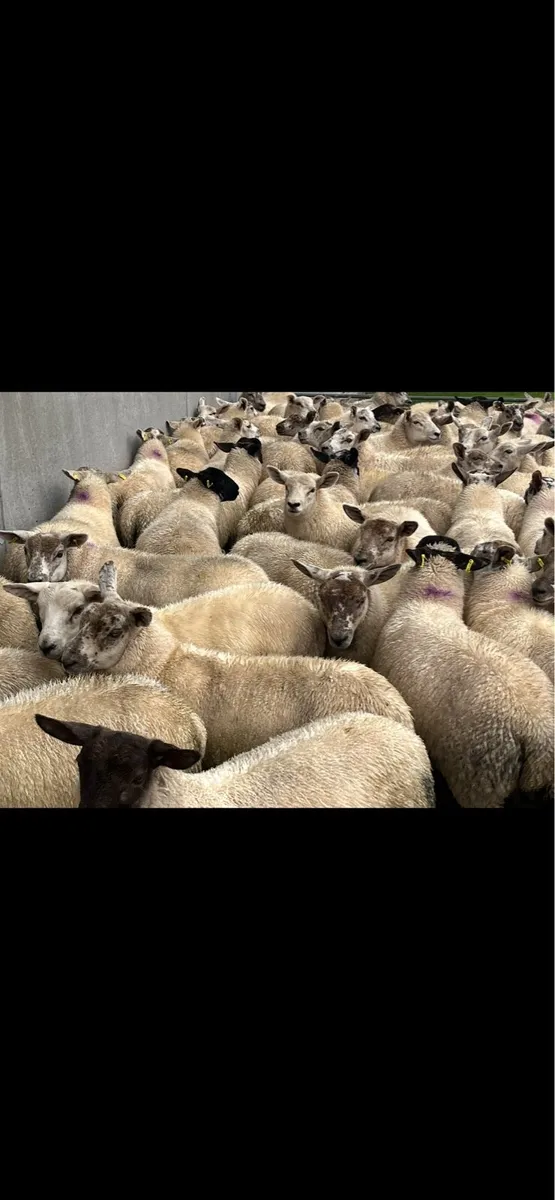 Texel x suffock mule hoggats - Image 1