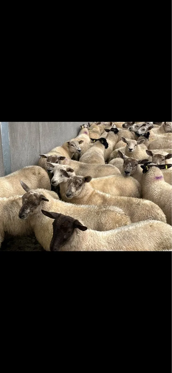 Texel x suffock mule hoggats - Image 2