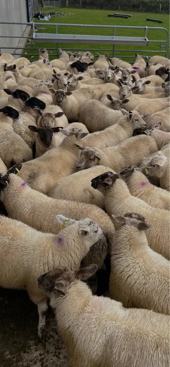 Texel x suffock mule hoggats - Image 3