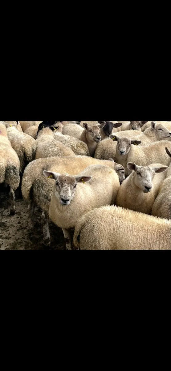 Texel x suffock mule hoggats - Image 4