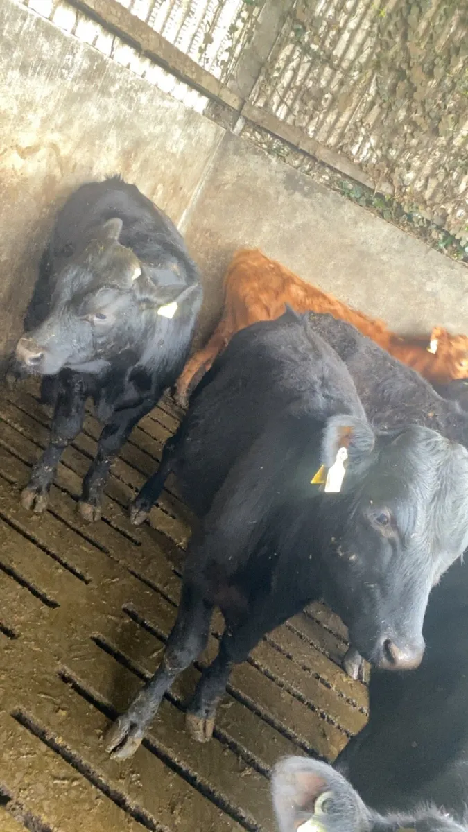 25 Bull Weanlings - Image 1