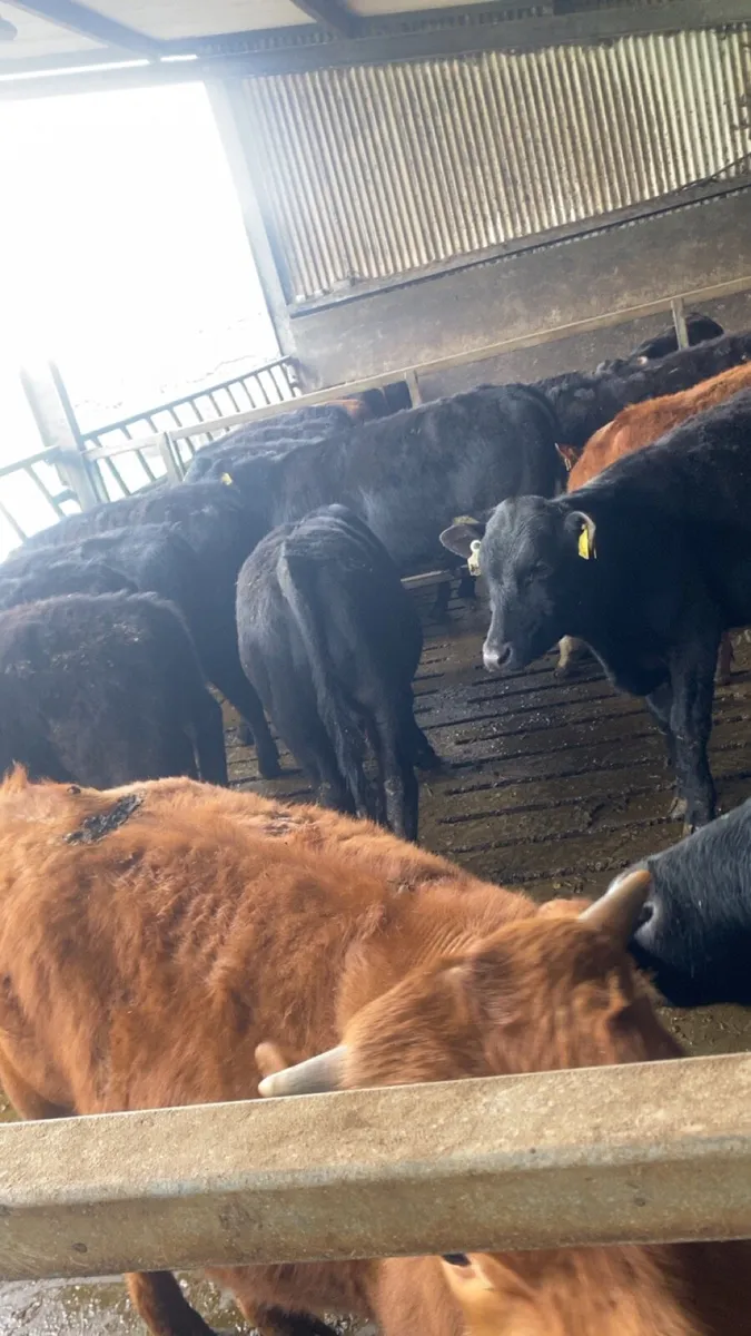 25 Bull Weanlings - Image 2