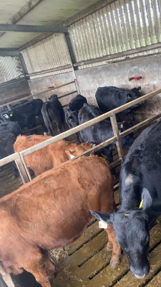 25 Bull Weanlings - Image 3