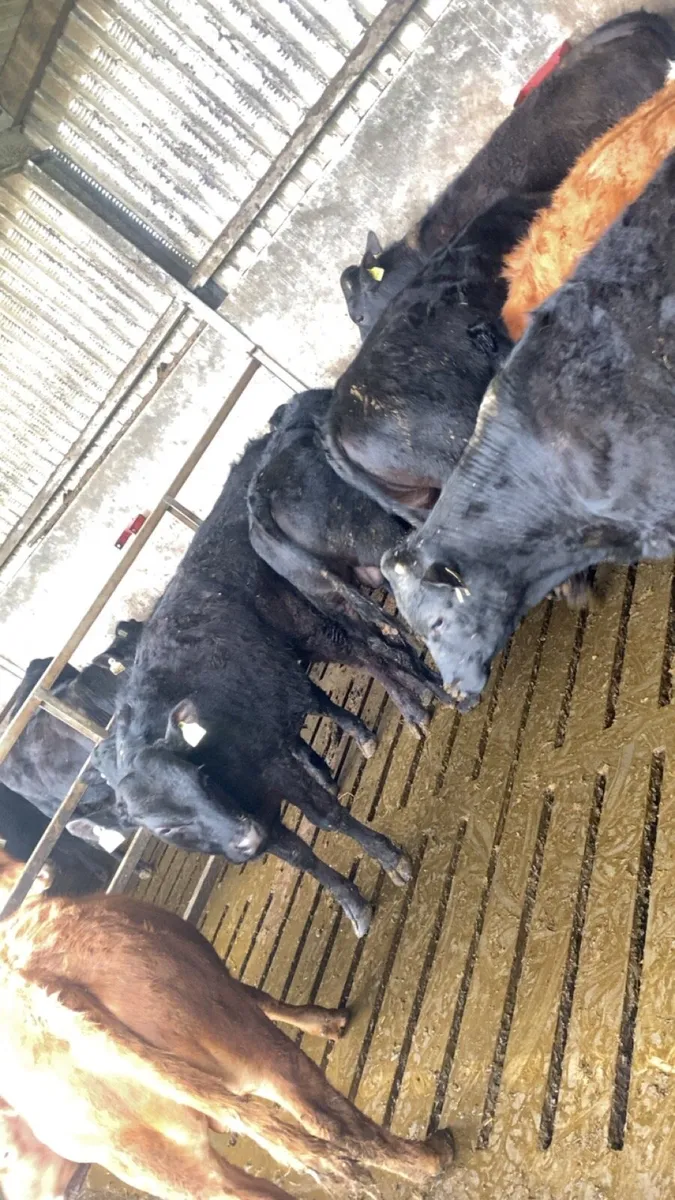 25 Bull Weanlings - Image 4