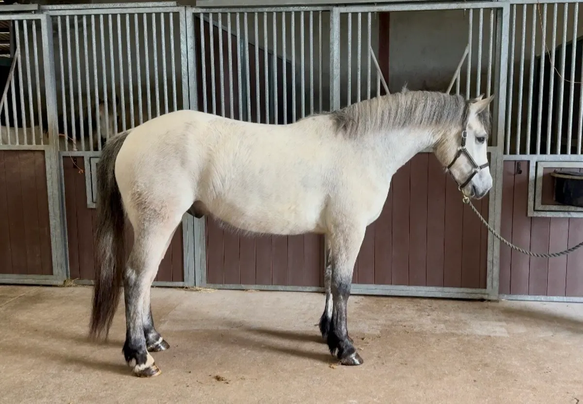 Over sized Connie gelding - Image 4