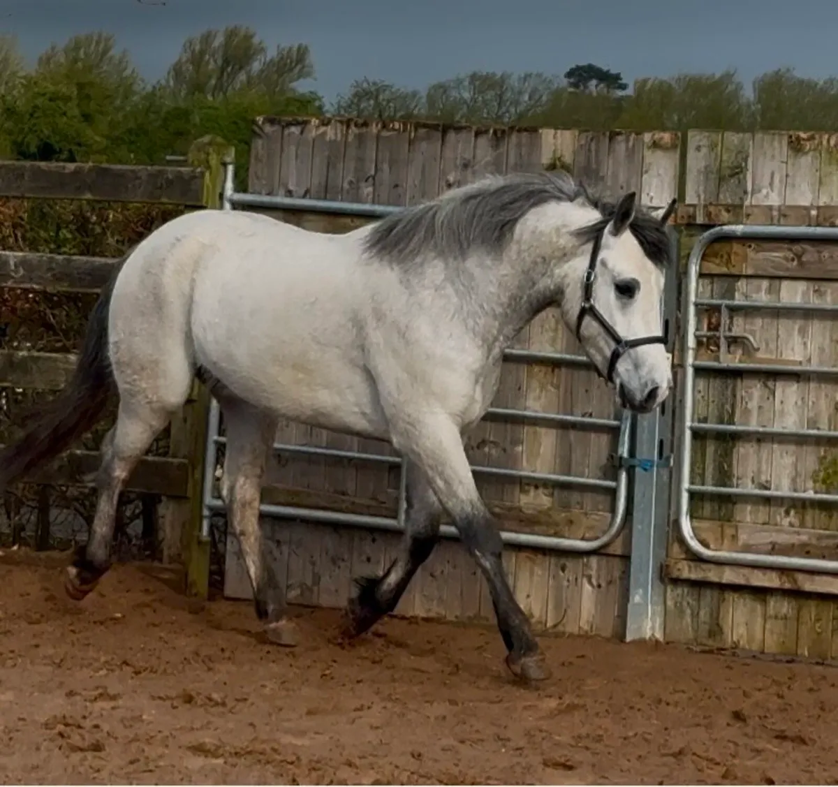 Over sized Connie gelding - Image 2