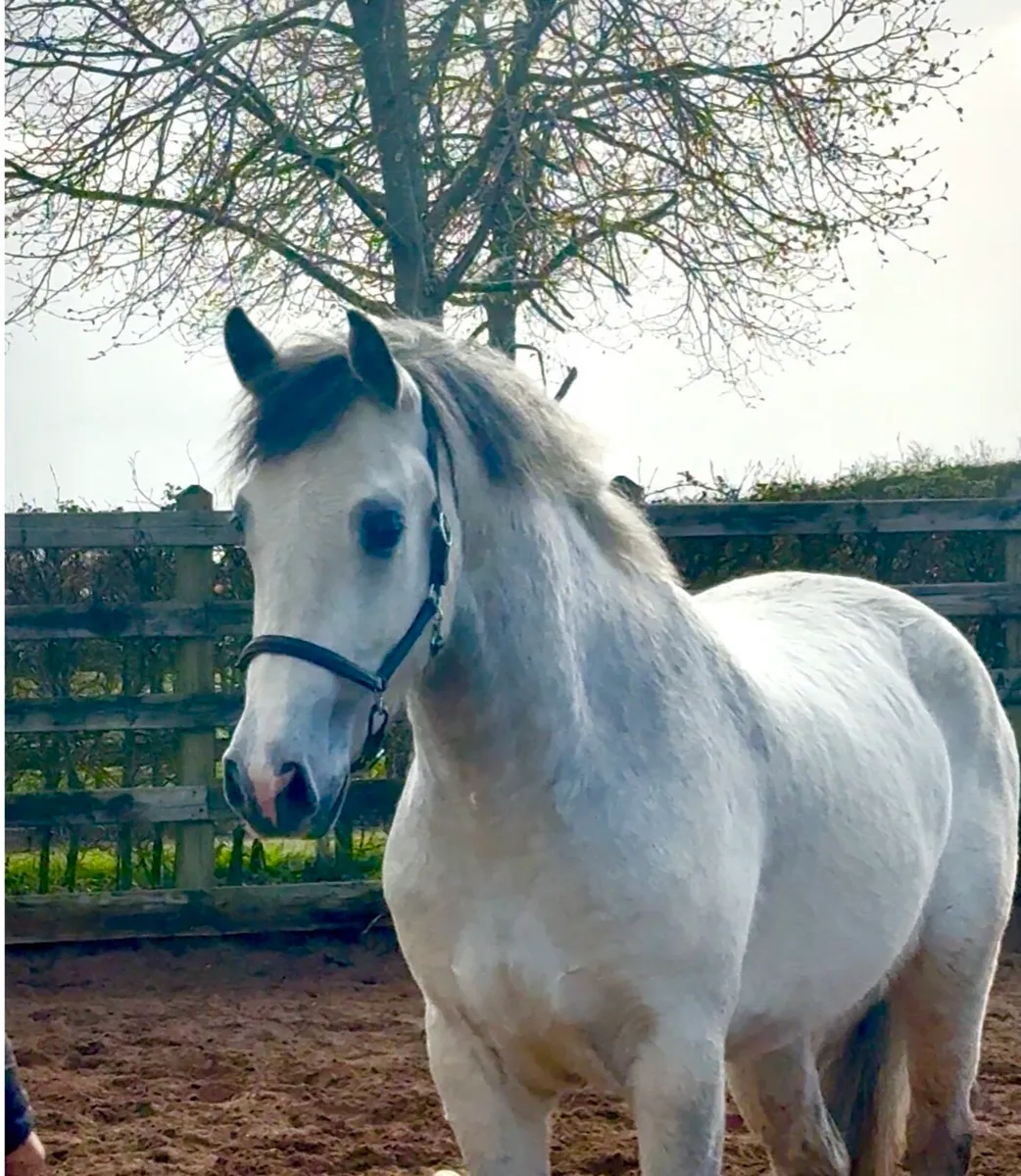 Over sized Connie gelding - Image 3