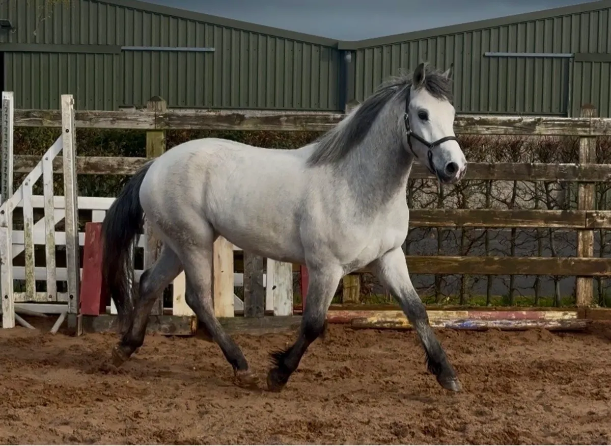 Over sized Connie gelding - Image 1