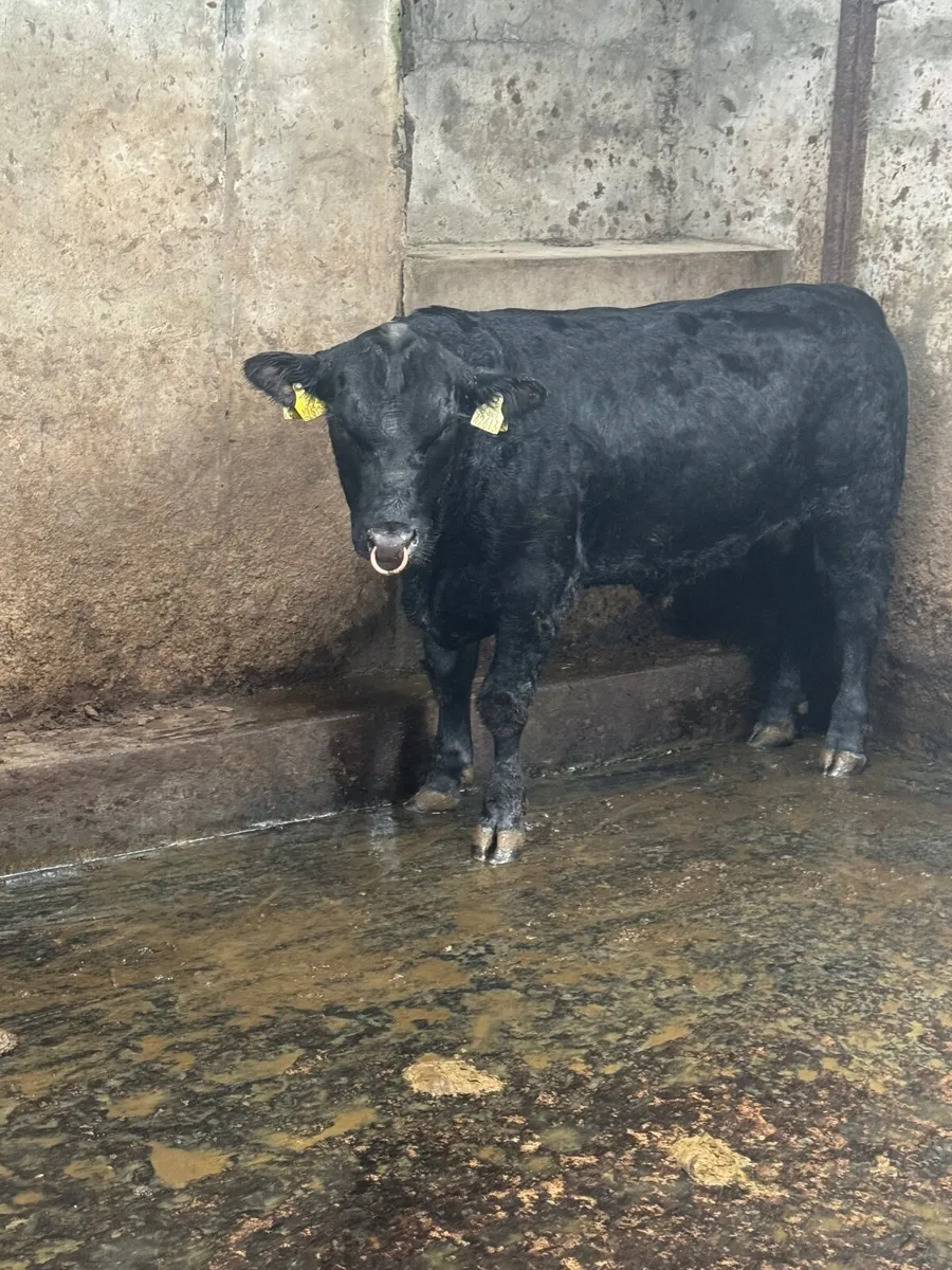 Pedigree Angus bull tralee mart Friday 17th - Image 1