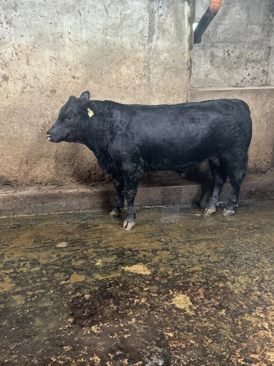 Pedigree Angus bull tralee mart Friday 17th - Image 2