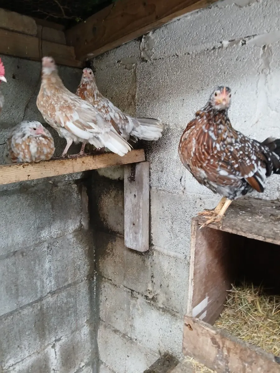 Bantams - Image 1