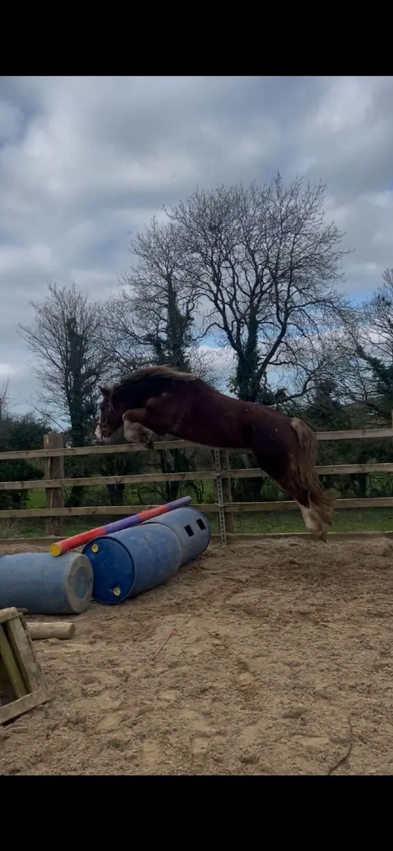15.2hh 4 year old Welsh cob - Image 3