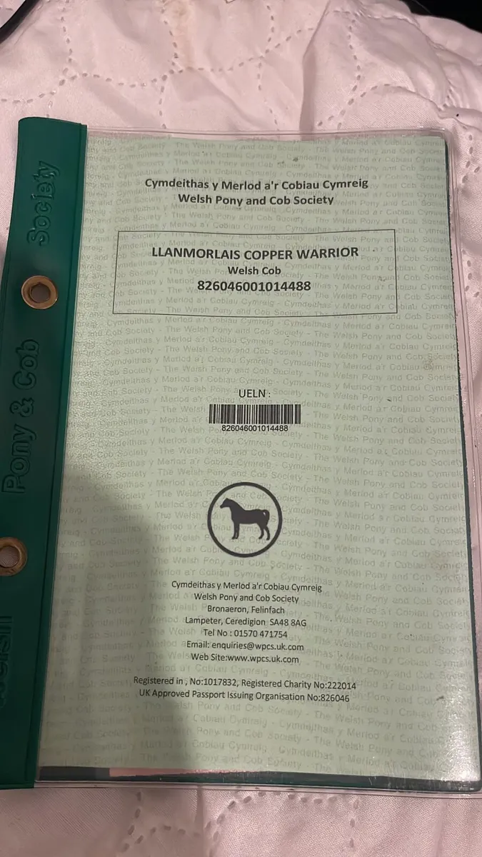 15.2hh 4 year old Welsh cob - Image 4