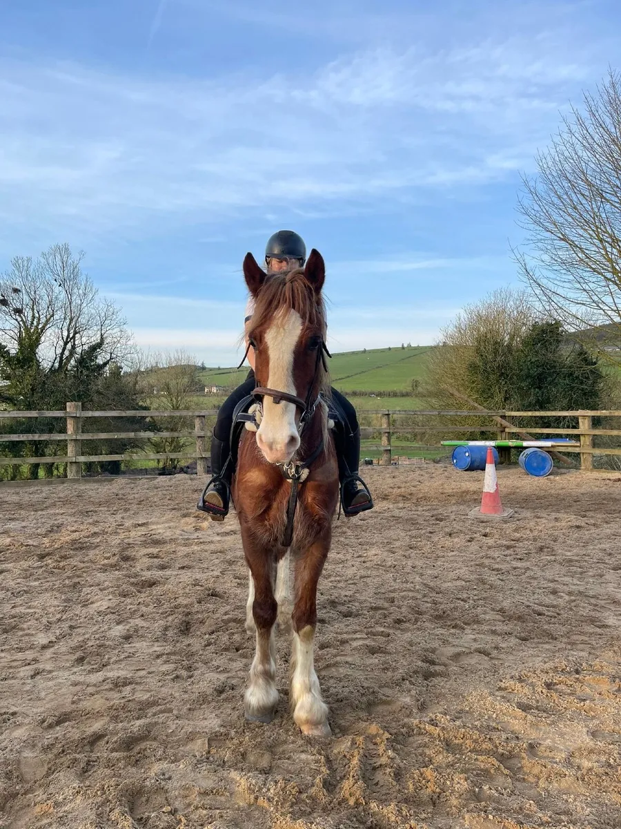 15.2hh 4 year old Welsh cob - Image 1