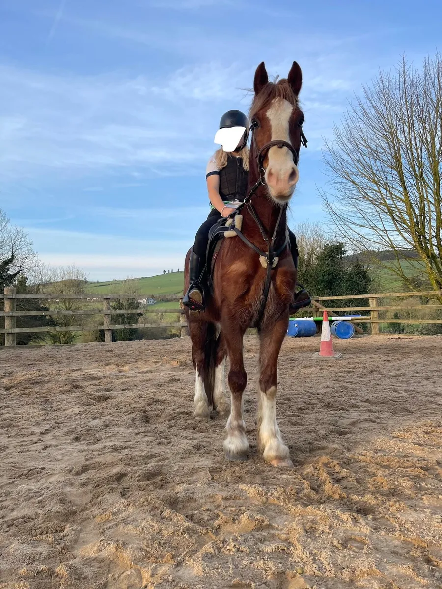 15.2hh 4 year old Welsh cob - Image 2