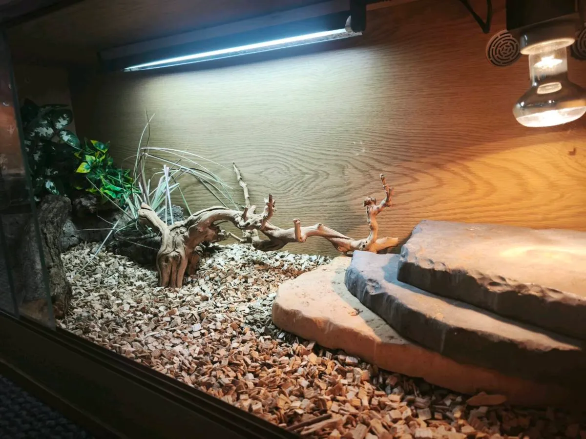 Ackie monitor Juvenile and fully set up enclosure - Image 2