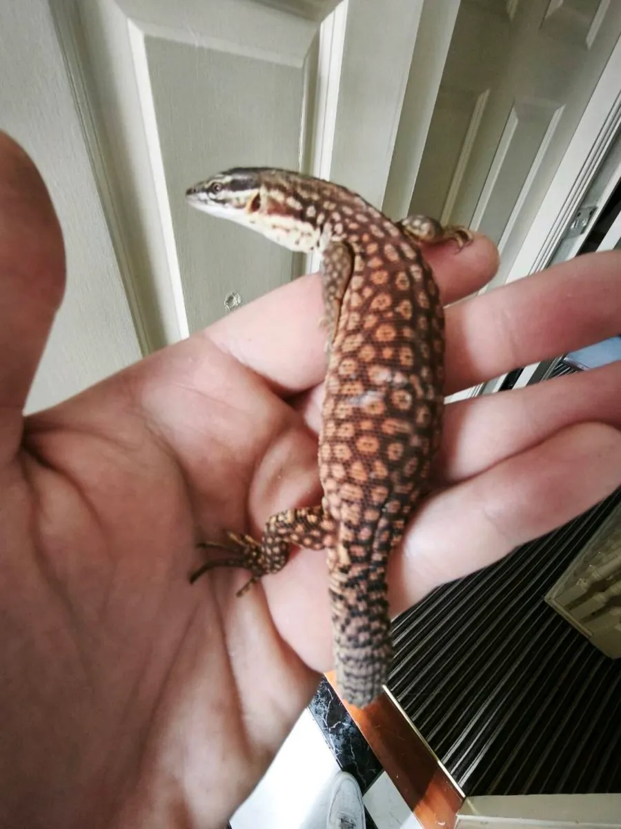 Ackie monitor Juvenile and fully set up enclosure - Image 3