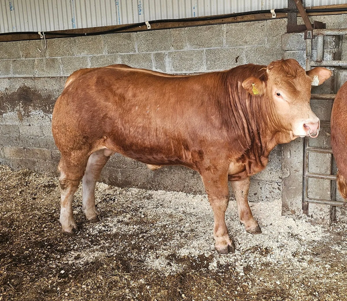 Top Quality Pedigree Limousin Bulls - Image 2