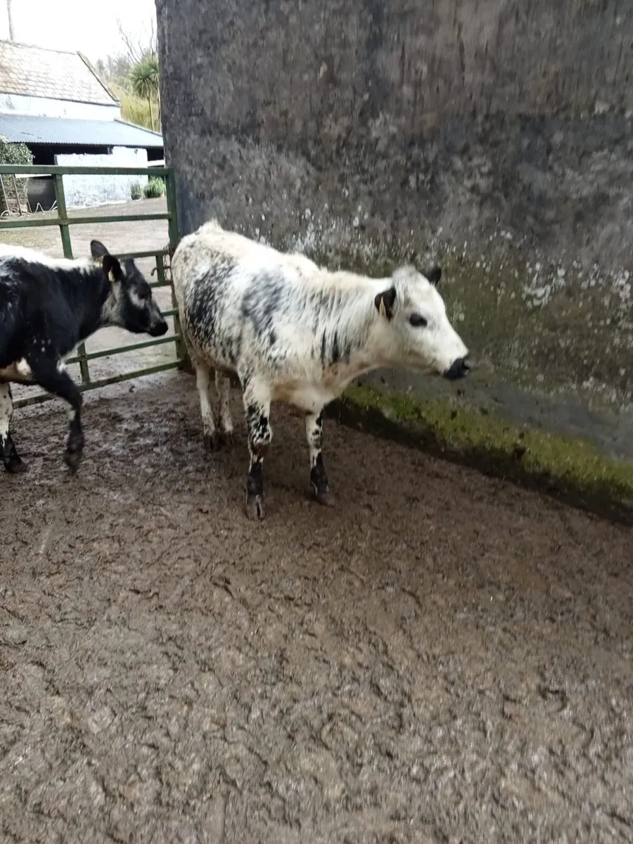 13 month old speckle park heifers - Image 2