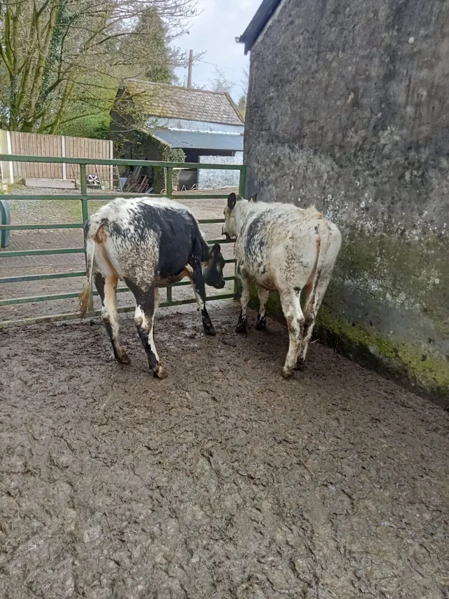 13 month old speckle park heifers - Image 3