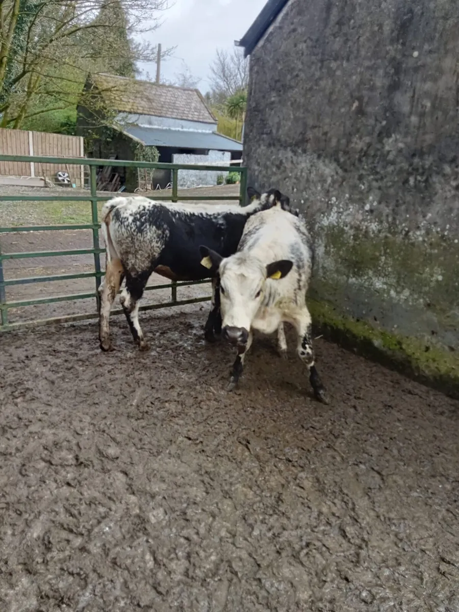13 month old speckle park heifers - Image 4