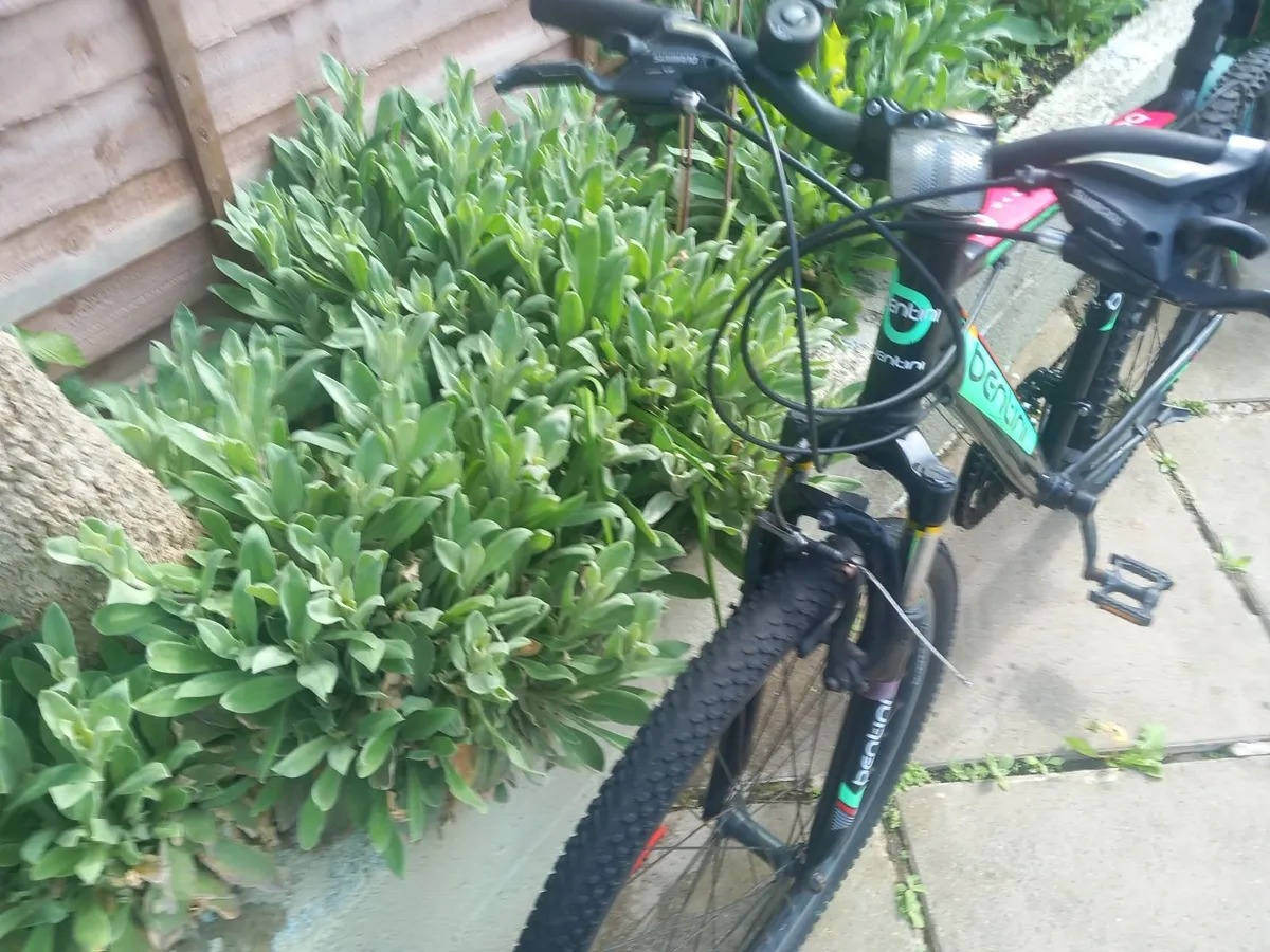 mountain bike - Image 3