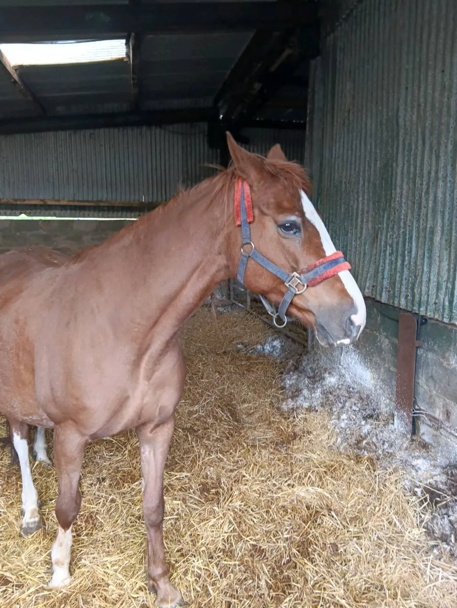 ISH broodmare - Image 1