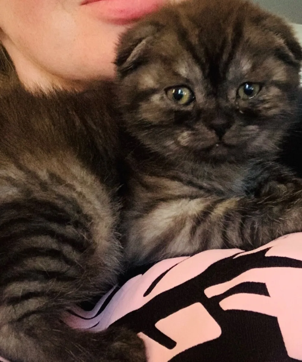 Scottish fold kitten - Image 1