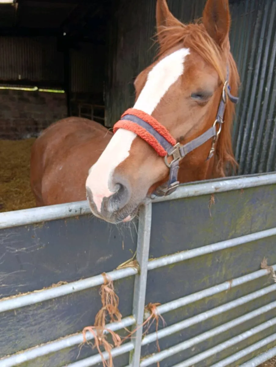 ISH broodmare - Image 3