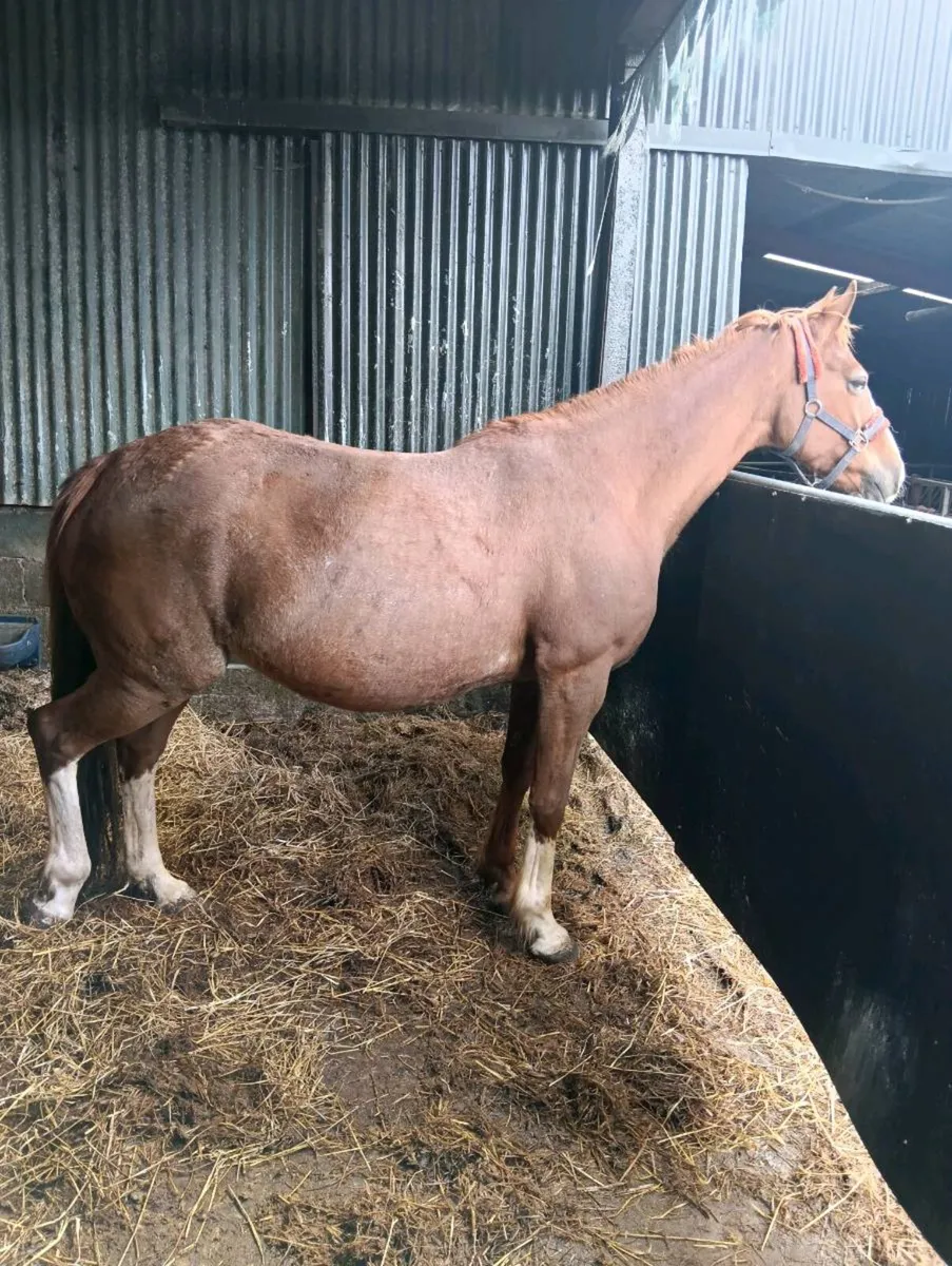 ISH broodmare - Image 4