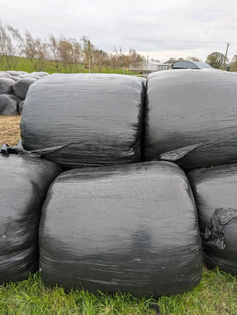 Silage - Image 2