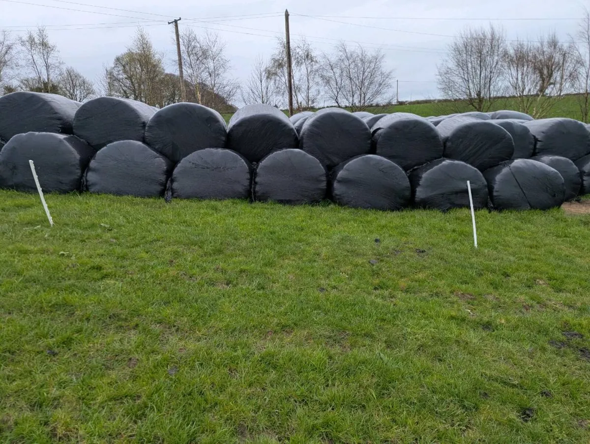 Silage - Image 3