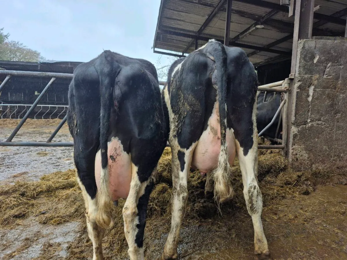 Calved Heifers - Image 1