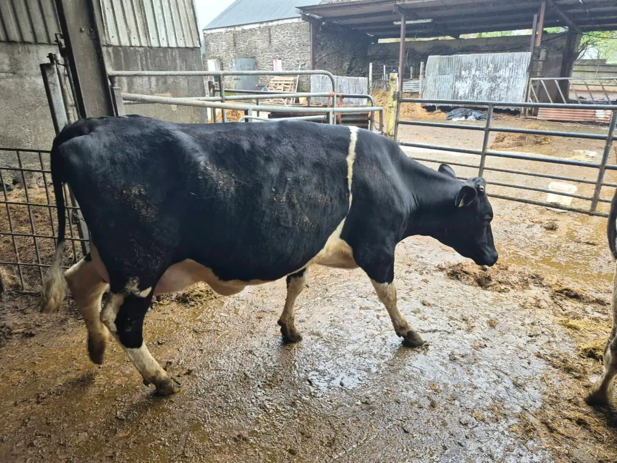 Calved Heifers - Image 2