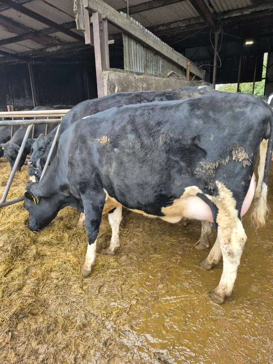 Calved Heifers - Image 3