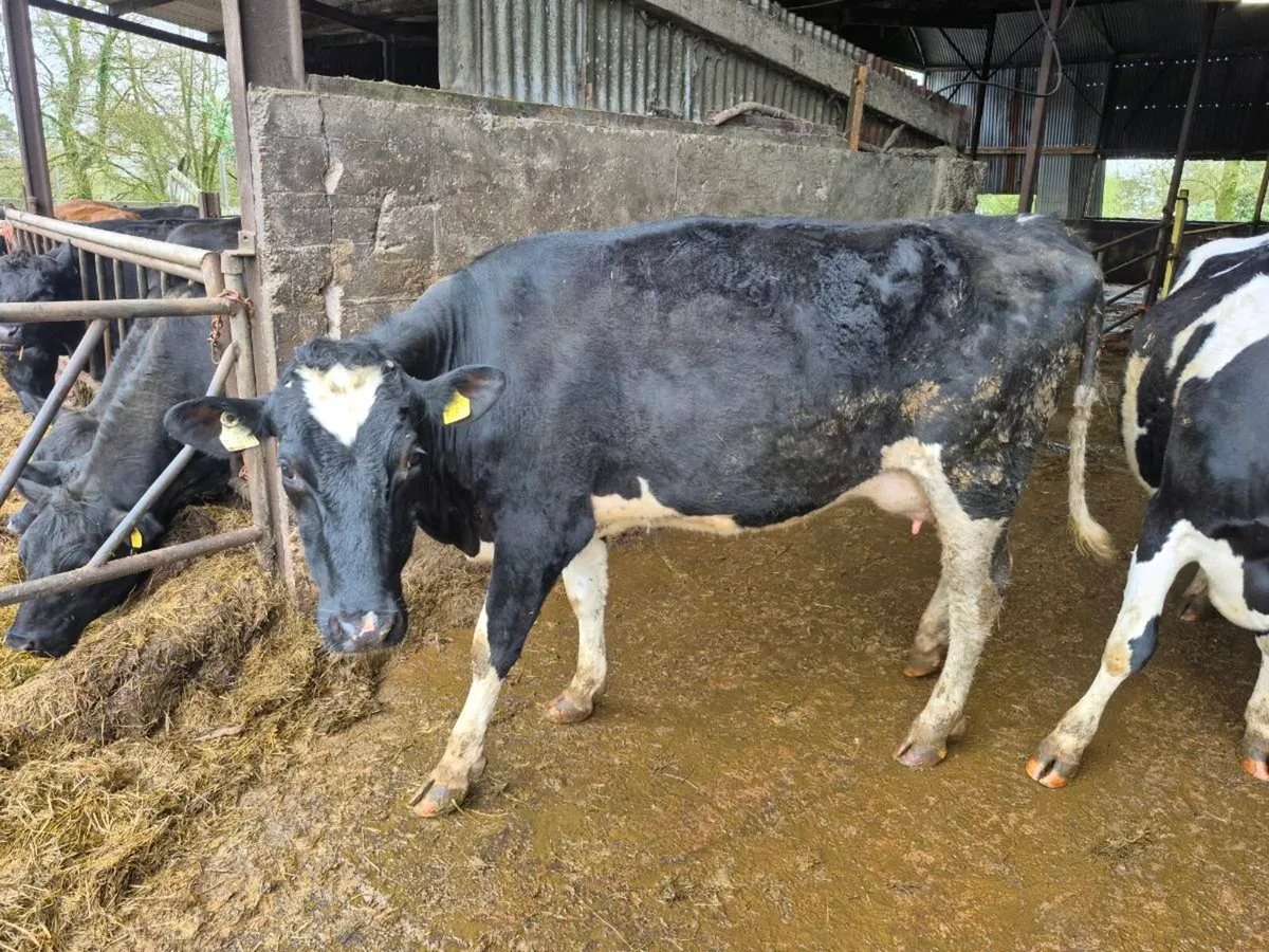 Calved Heifers - Image 4