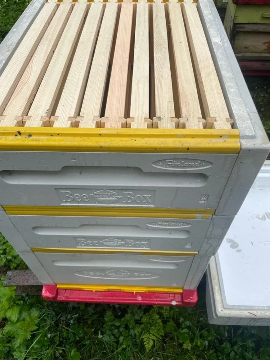 Beehives - Image 1