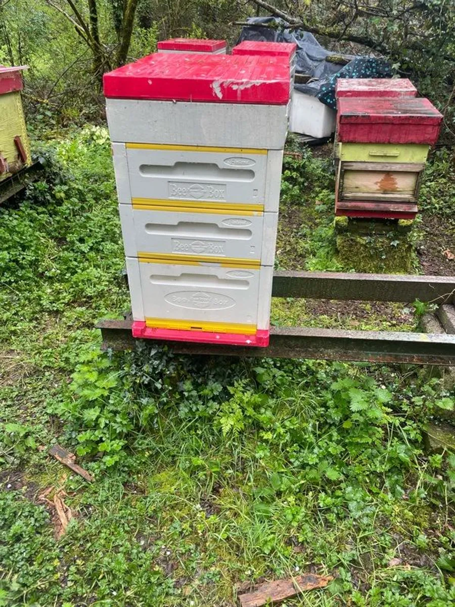 Beehives - Image 3