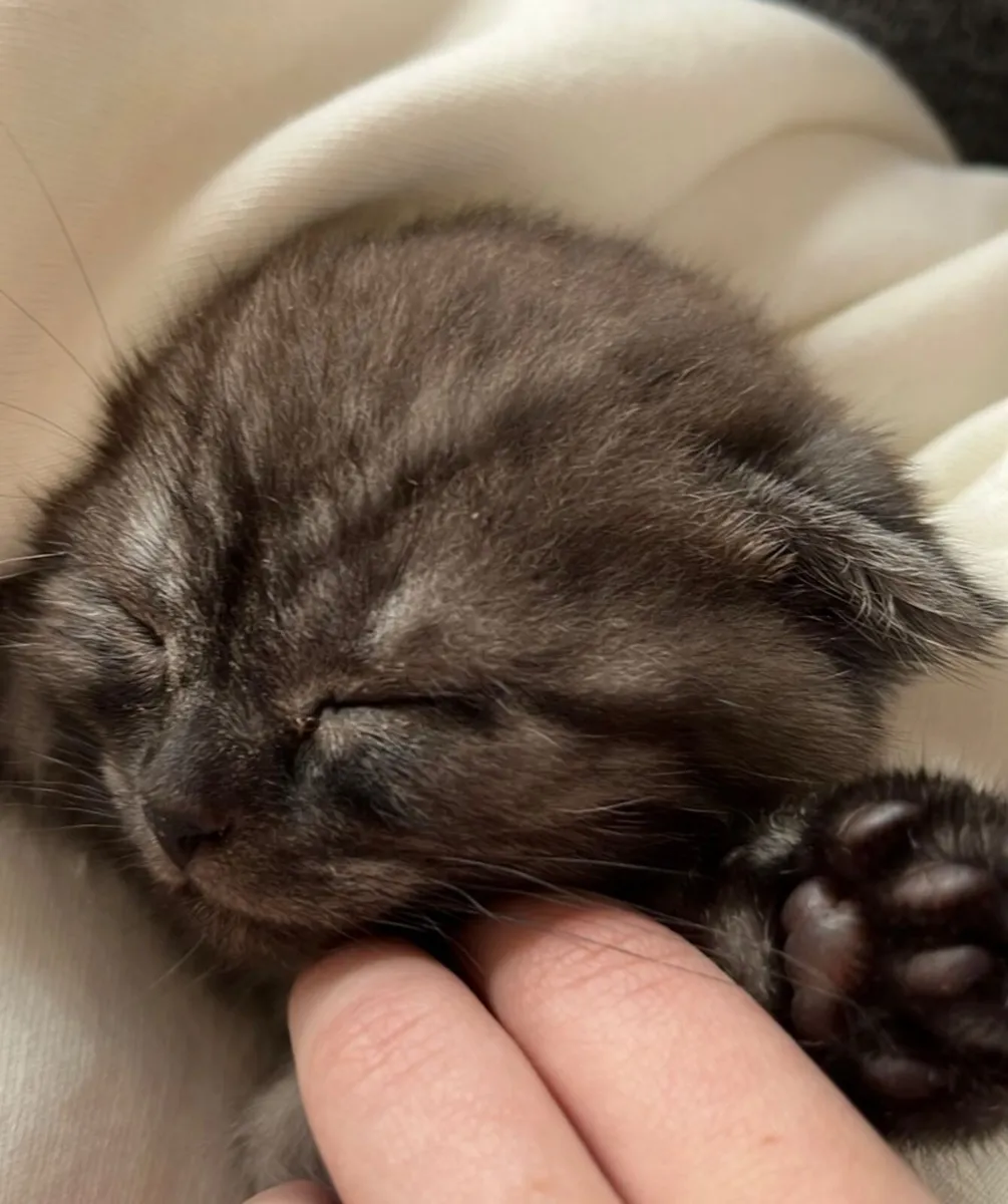 Scottish fold kitten - Image 3