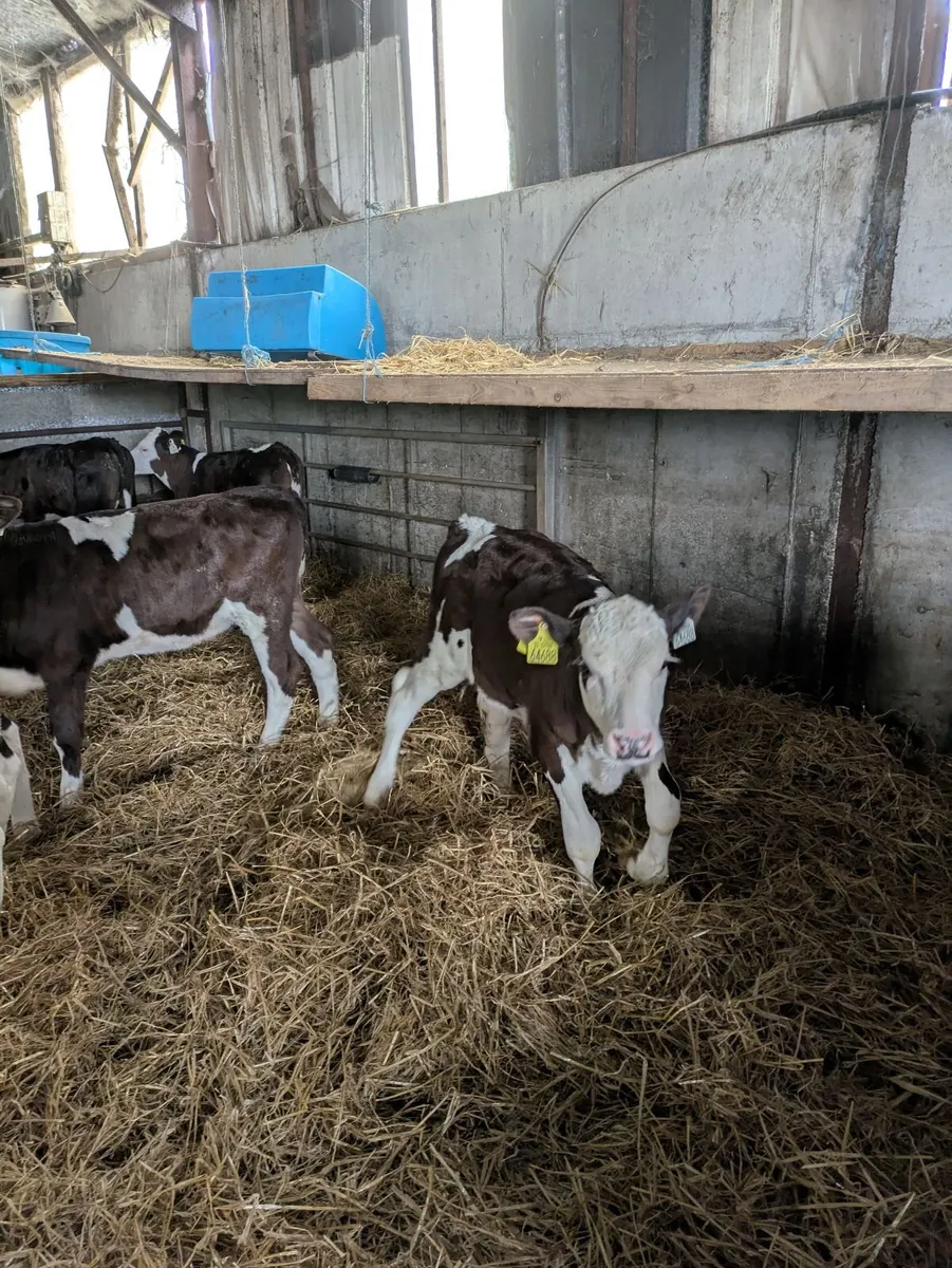 Fleckvieh calves - Image 2