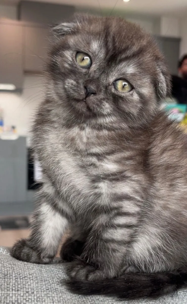 Scottish fold kitten - Image 2