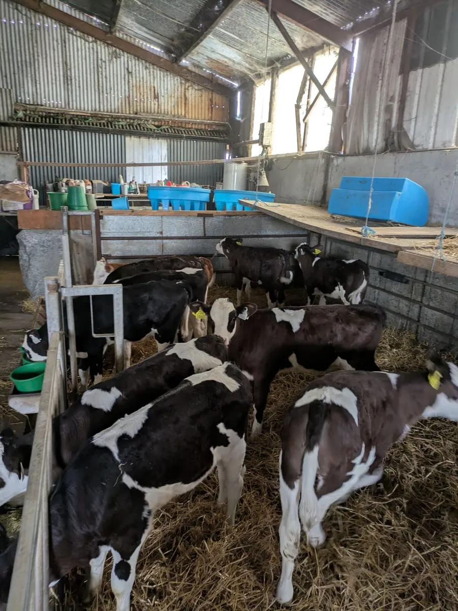 Fleckvieh calves - Image 3