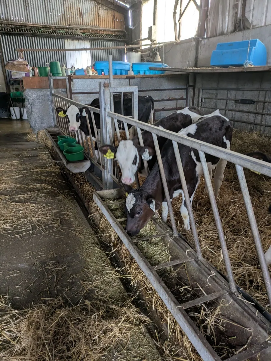 Fleckvieh calves - Image 4