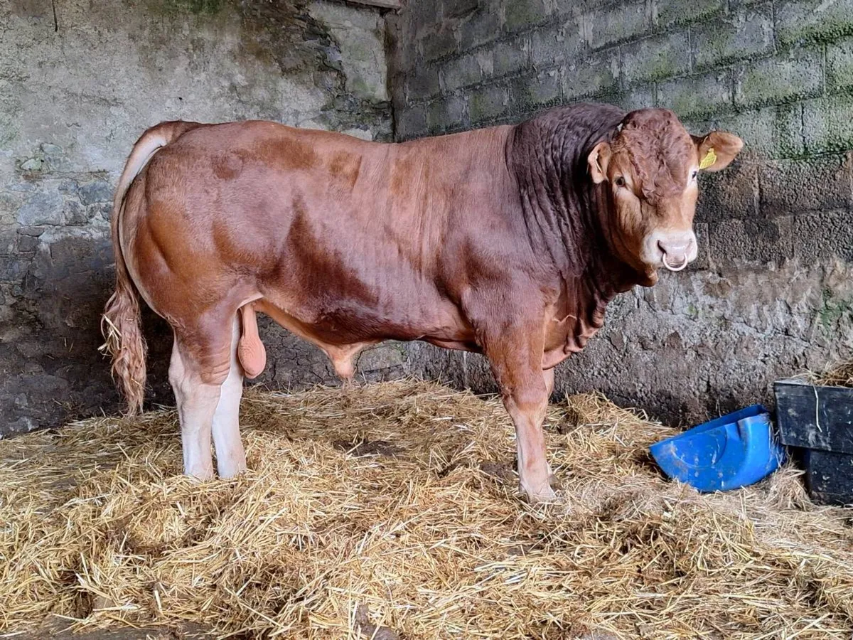 Purebred Limousin bulls - Image 3